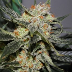 strawberry-shortcake_Dark-Horse-Genetics-cannabisseeds.JPG