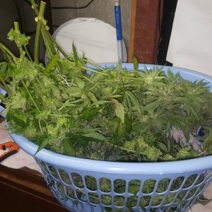 One plant per basket