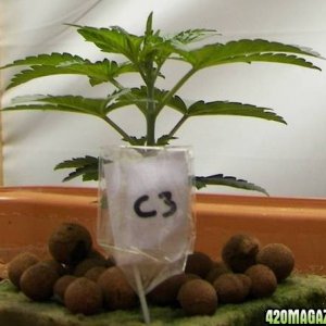 chronic plants