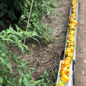 Harvest #4, outdoor Rocoto peppers