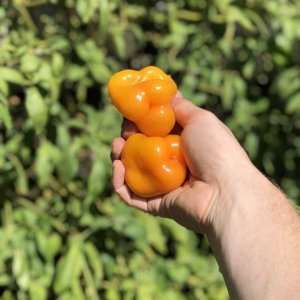 High Brix Manzano pepper