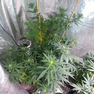 2018 Icemud Pine Tar Kush 79 Xmas Bud indoor cannabis grow in soil