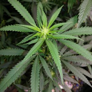 2018 Icemud Mendo Grape Kush x Pine Tar Kush 79 Xmas Budindoor cannabis grow in soil