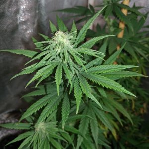2018 Icemud Trainwreck x Pine Tar Kush 79 Xmas Bud seed project indoor cannabis grow in soil