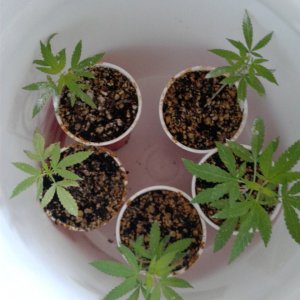 Five Whoberry Haze seedlings