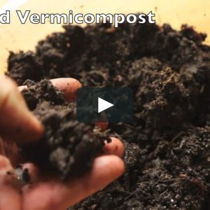 Finished Vermicompost