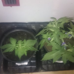 Fresh Candy left and Northernlights right