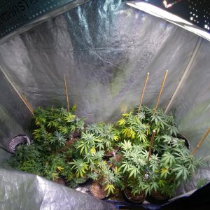 pine tar kush, icemud, ice mud, 79 xmas bud, xmas bud, pine, breeding, seeds, cannabis, marijuana, how to grow, how to, Led grow light.