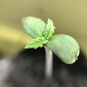 Afghan Kush - Seedsman Genetics