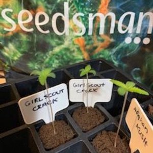Seedlings. IMG_0003.JPG