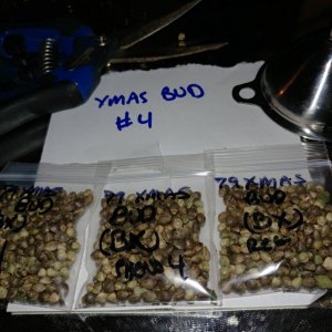 Hazeman Pine Tar Kush aka 79 Xmas Bud open pollen seed project and seed increase by icemud