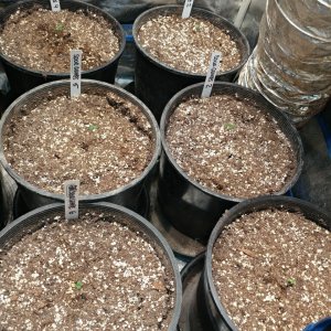 Icemud Sour Grapes Hazeman seed project and open pollenation project under led grow lights in indoor soil