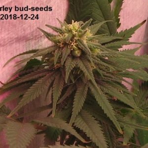 Harley bud-seeds 2.JPG