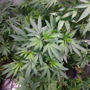 Deep_Chunk_Icemud_Hazeman_monkeyballs_seeds_cannabis (2).jpg