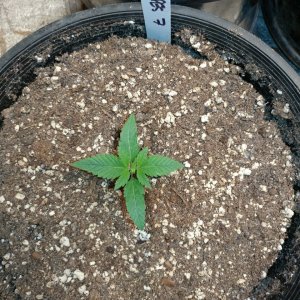 Icemud_Sour Grapes_cannabis_seed_project (3).jpg