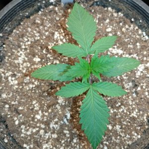 Icemud_Sour Grapes_cannabis_seed_project (4).jpg