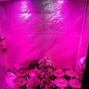Icemud_Sour Grapes_cannabis_seed_project (8).jpg