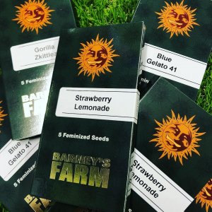 Barneys Farm New Packaging Launch