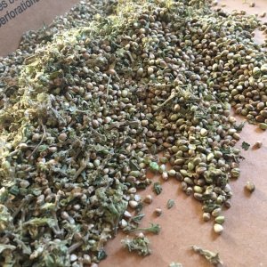 Columbian Gold seed harvest