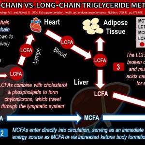 Long-chain vs Medium-chain triglycerides
