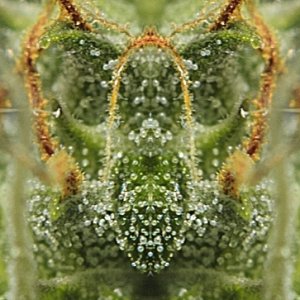 Weed Mantis.jpg