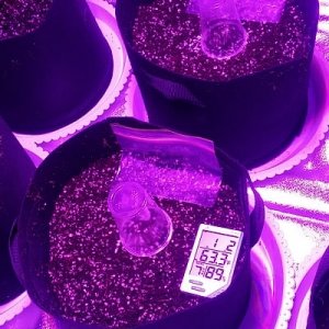 first 2 seeds in pots.jpg