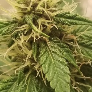 LH Auto: Getting frosty