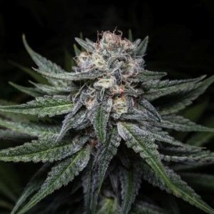 key-lime-pie-dope-weed-hanfsamen-cannabis.jpg