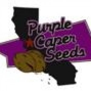 purple-caper-seeds-logo-hanfsamen-cannabis.JPG