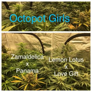 Octopot girls