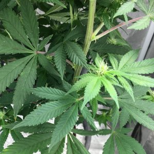 Lower growth: Carnival 6.1 (Day 77, flip + 19)