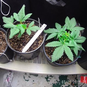 Some of my first grow