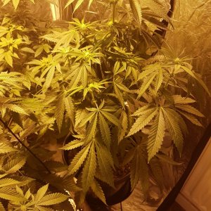 New RQS Strains Day 18 of 12/12
