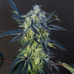 2-scoops-cannabis-seeds-elev8-cannapot.jpg