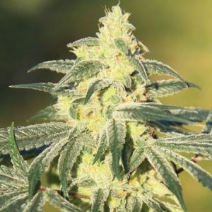 gorilla-glue-elev8-hanfsamen-marijuanaseeds-pot.jpg