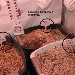 Autoberry seedlings.jpg