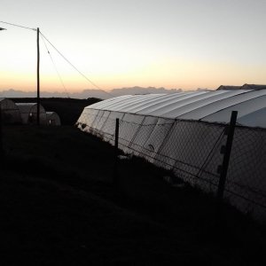 Sunrise African tomato farm 1.jpg
