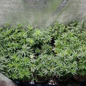 Sour Grapes_Hazeman_Icemud_seeds_cannabis (6).jpg