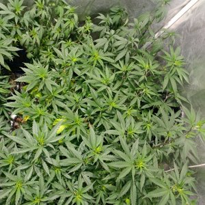 Sour Grapes_Hazeman_Icemud_seeds_cannabis (7).jpg