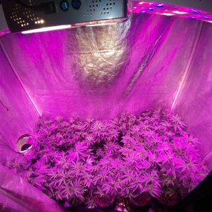 Sour Grapes_Hazeman_Icemud_seeds_cannabis (16).jpg