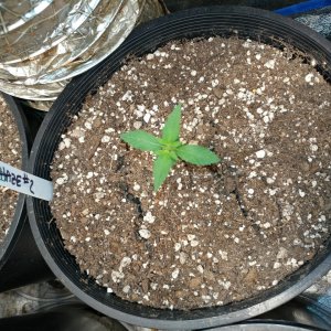 Bangi Haze F9_Icemud_cannabis_seeds_led grow light (1).jpg