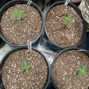 Bangi Haze F9_Icemud_cannabis_seeds_led grow light (3).jpg