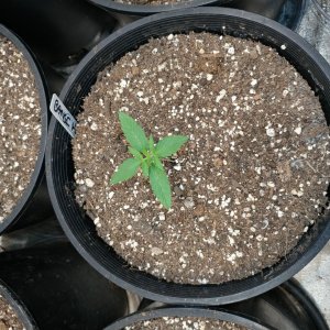 Bangi Haze F9_Icemud_cannabis_seeds_led grow light (6).jpg