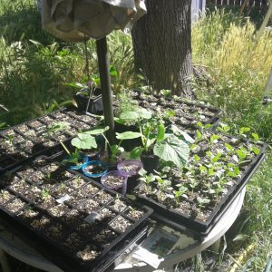 Veggie seedling trays