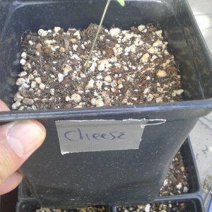 Cheese seedling