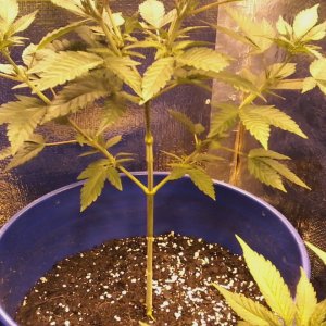 Bonsai cannabis from seed to flower.