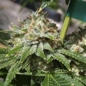 hollyweed-bodhi-cannabisseeds-weed-marijuana.jpg