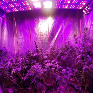 Icemud_indoor_strain_cannabis_marijuana_seed_grow (3).jpg