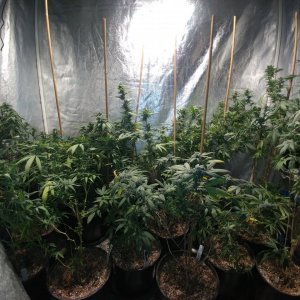 Icemud_indoor_strain_cannabis_marijuana_seed_grow (6).jpg