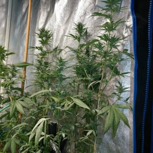 Icemud_indoor_strain_cannabis_marijuana_seed_grow (7).jpg